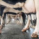 A photo shot from the ground looking down a row of dairy cows. In the foreground, hands reach up to attach an automatic milking machine to the cow's udders.